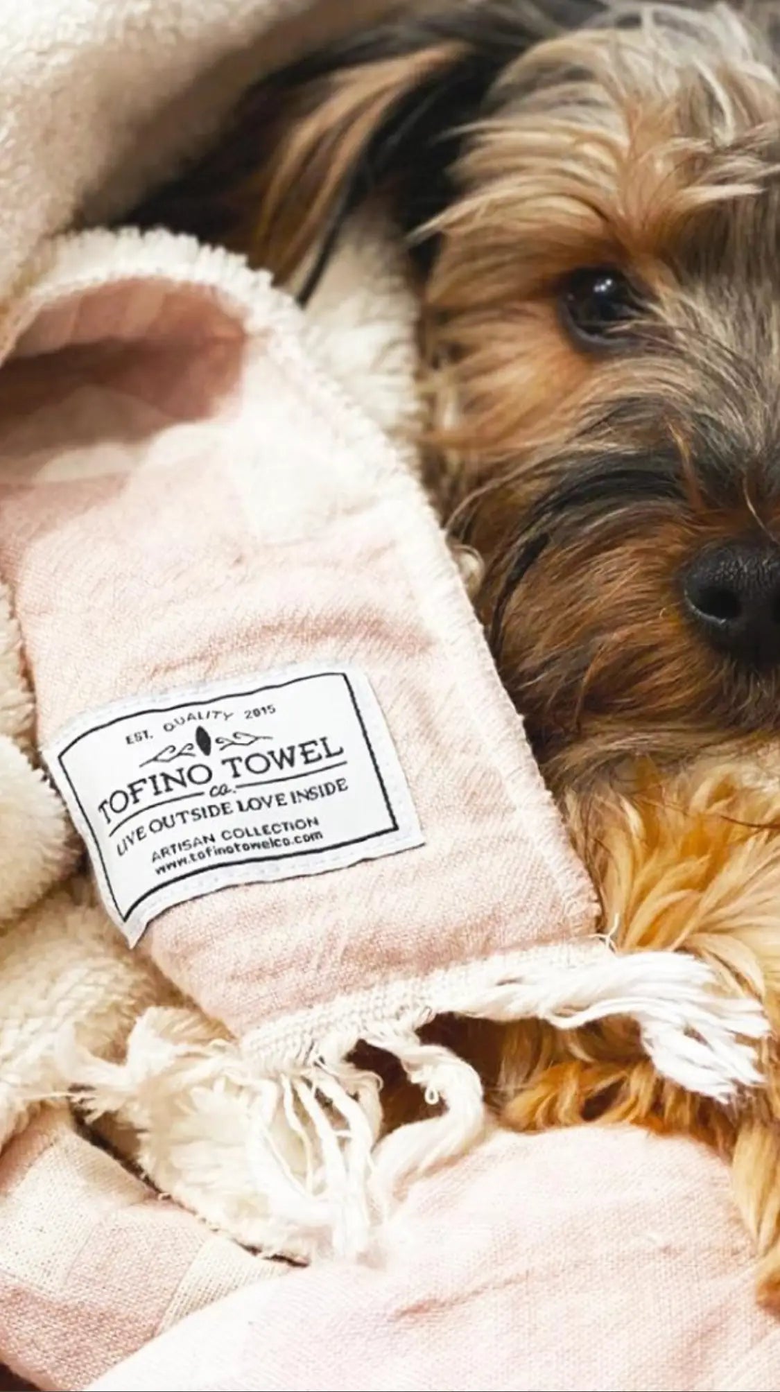 Brown and black Yorkshire Terrier peeking from a light pink towel with a white label, featuring text and fringed edges.